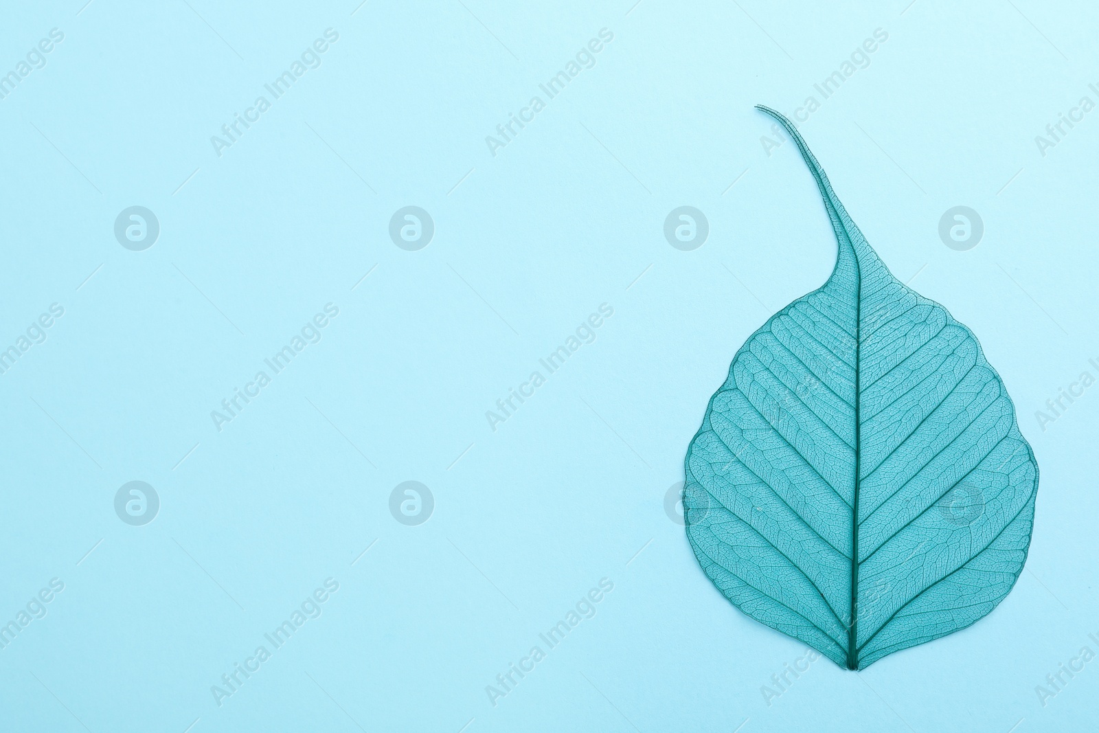 Photo of Beautiful decorative skeleton leaf and space for text on color background, top view