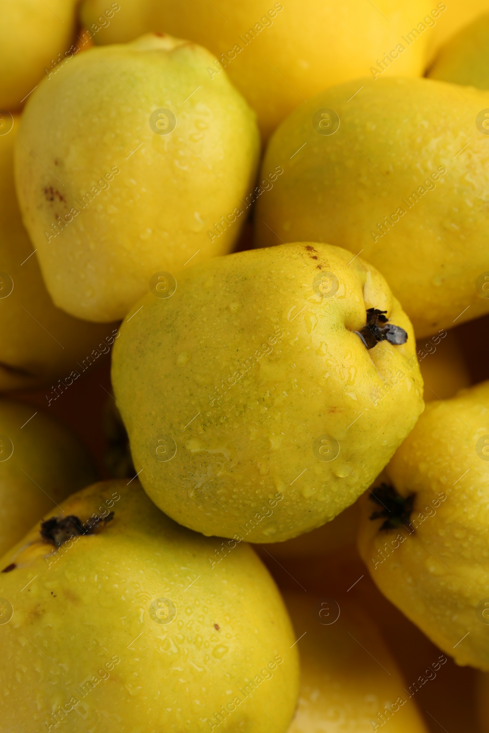 Photo of Delicious ripe quinces with water drops as background, closeup