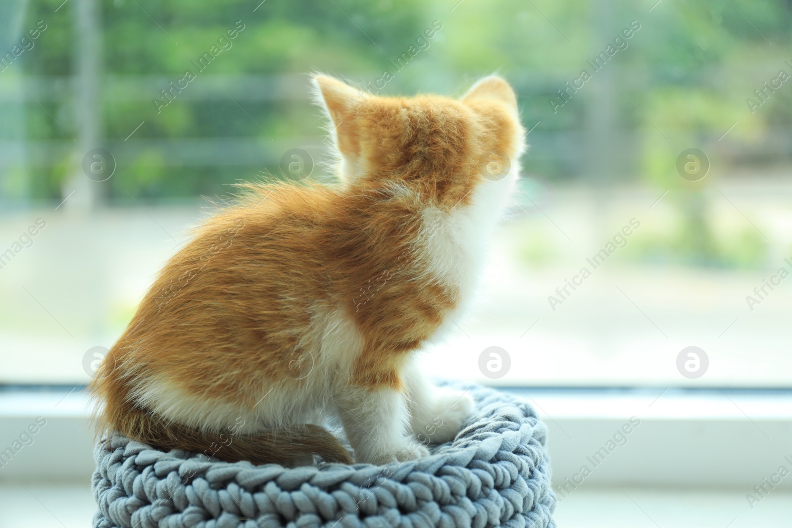 Photo of Cute little red kitten on knitted blue poof near window, space for text