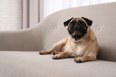 Photo of Happy cute pug dog on sofa indoors