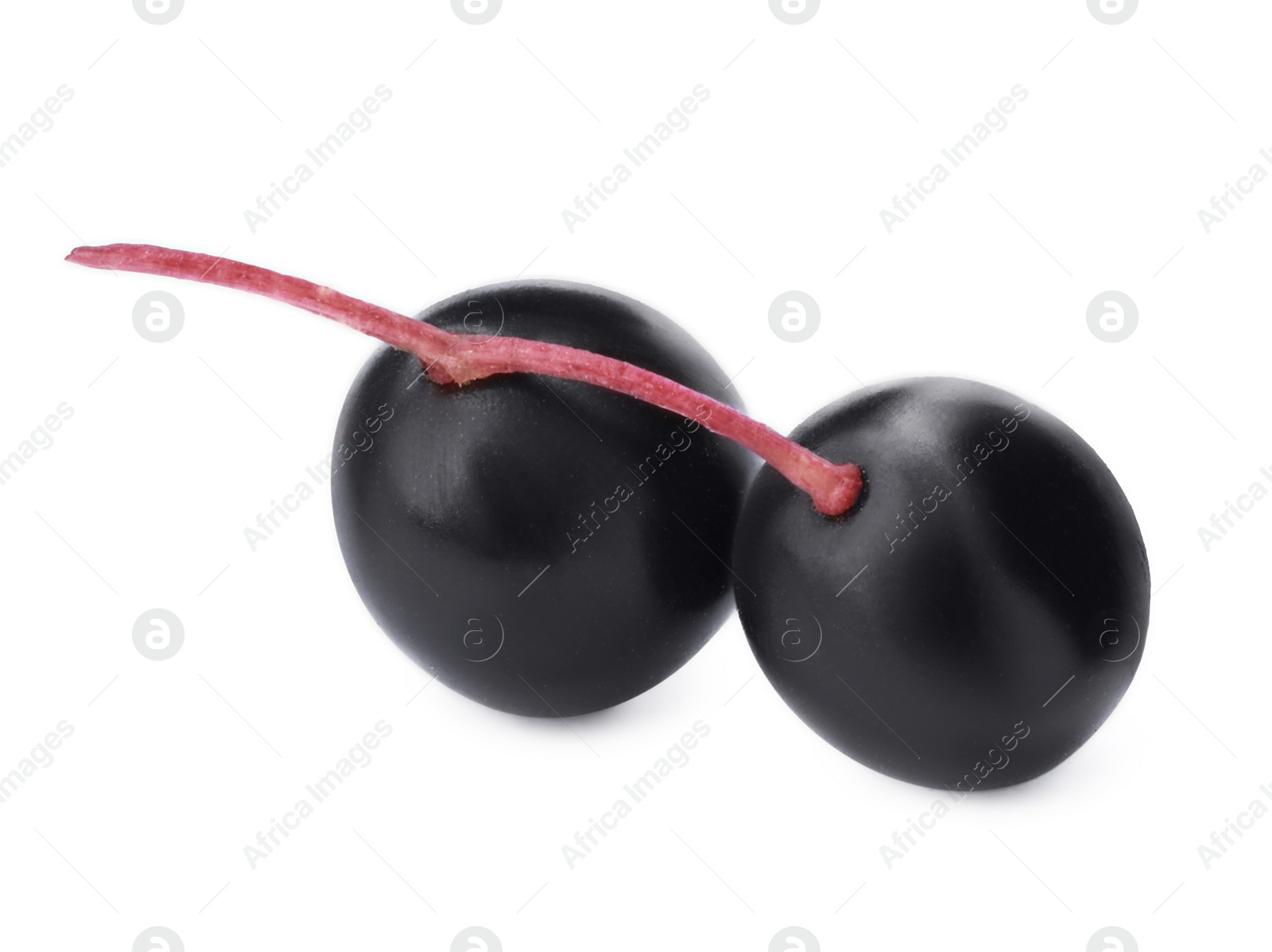 Photo of Twig with elderberries (Sambucus) isolated on white