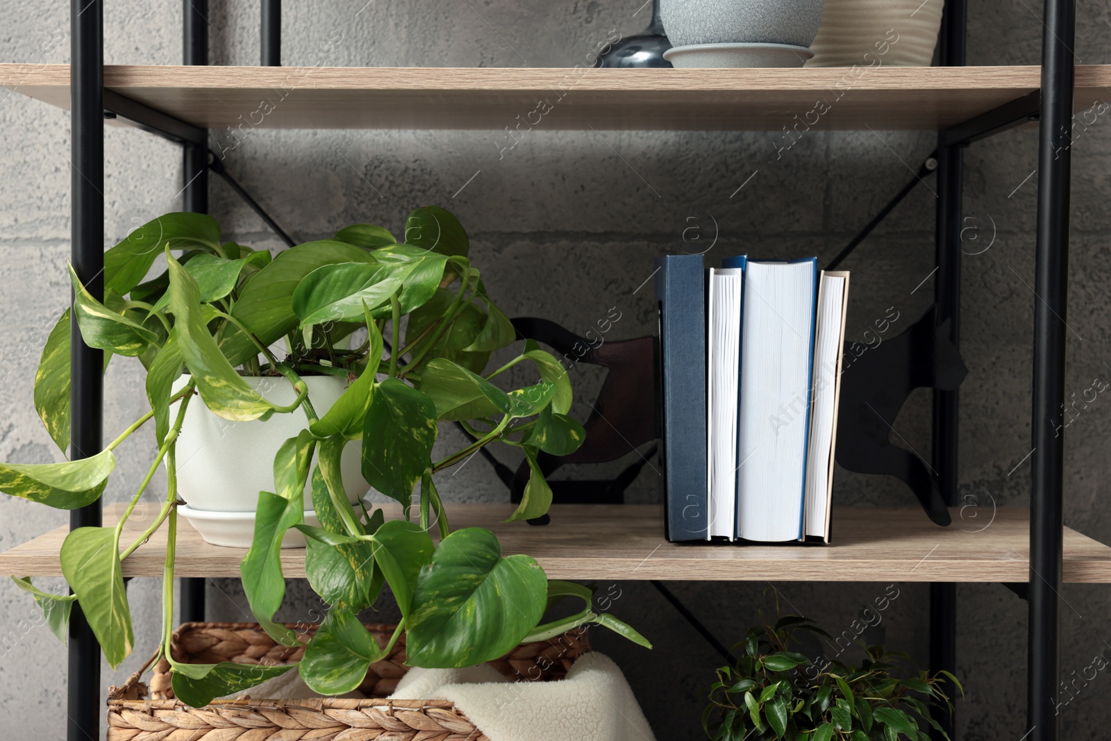 Photo of Shelving unit with beautiful house plants indoors. Home design idea