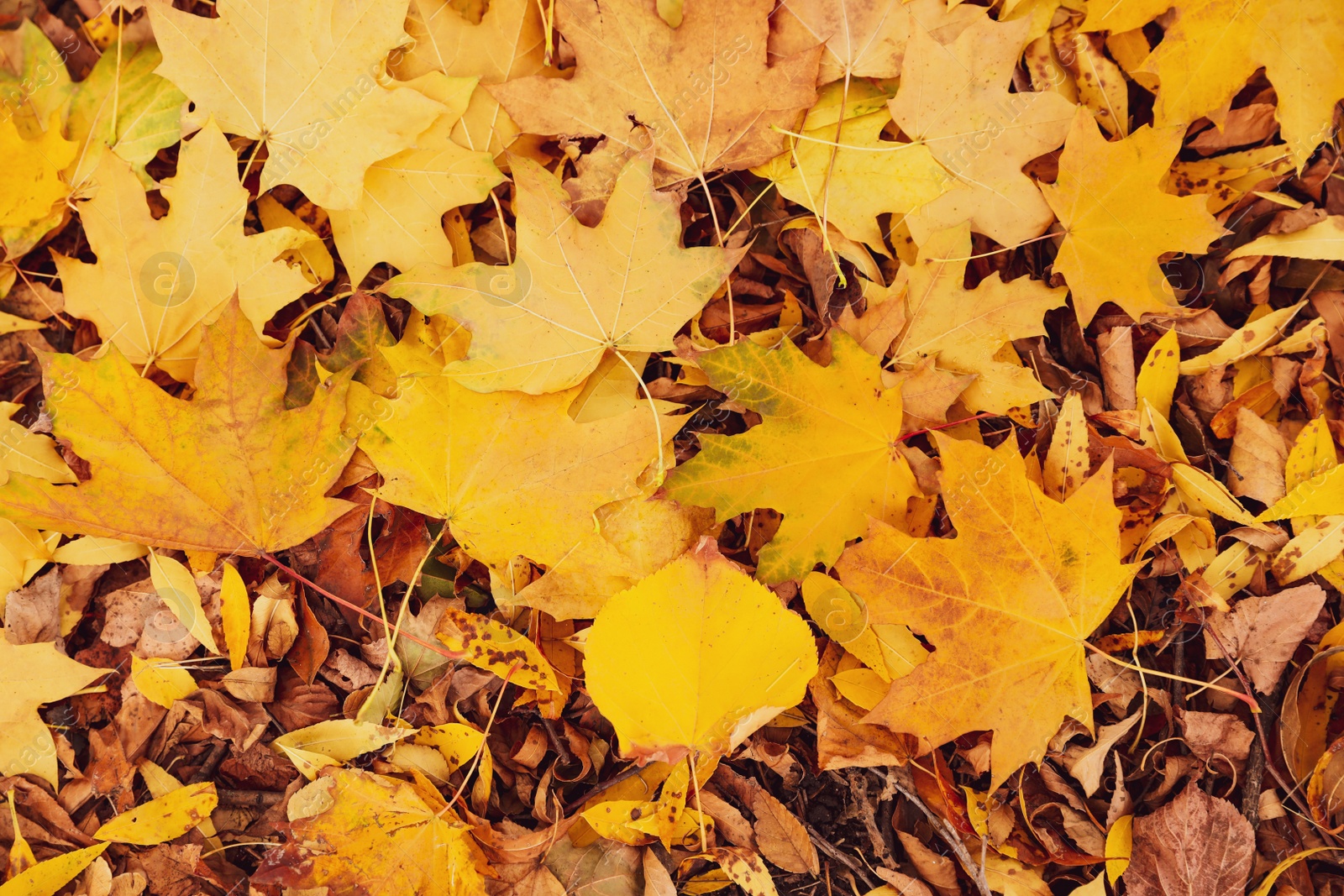 Photo of Pile of beautiful autumn leaves as background, top view