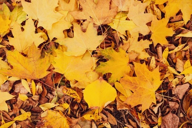 Photo of Pile of beautiful autumn leaves as background, top view