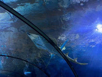 Beautiful tropical guitarfish swimming in clean aquarium