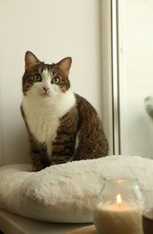 Photo of Cute cat and burning candle on window sill at home. Adorable pet