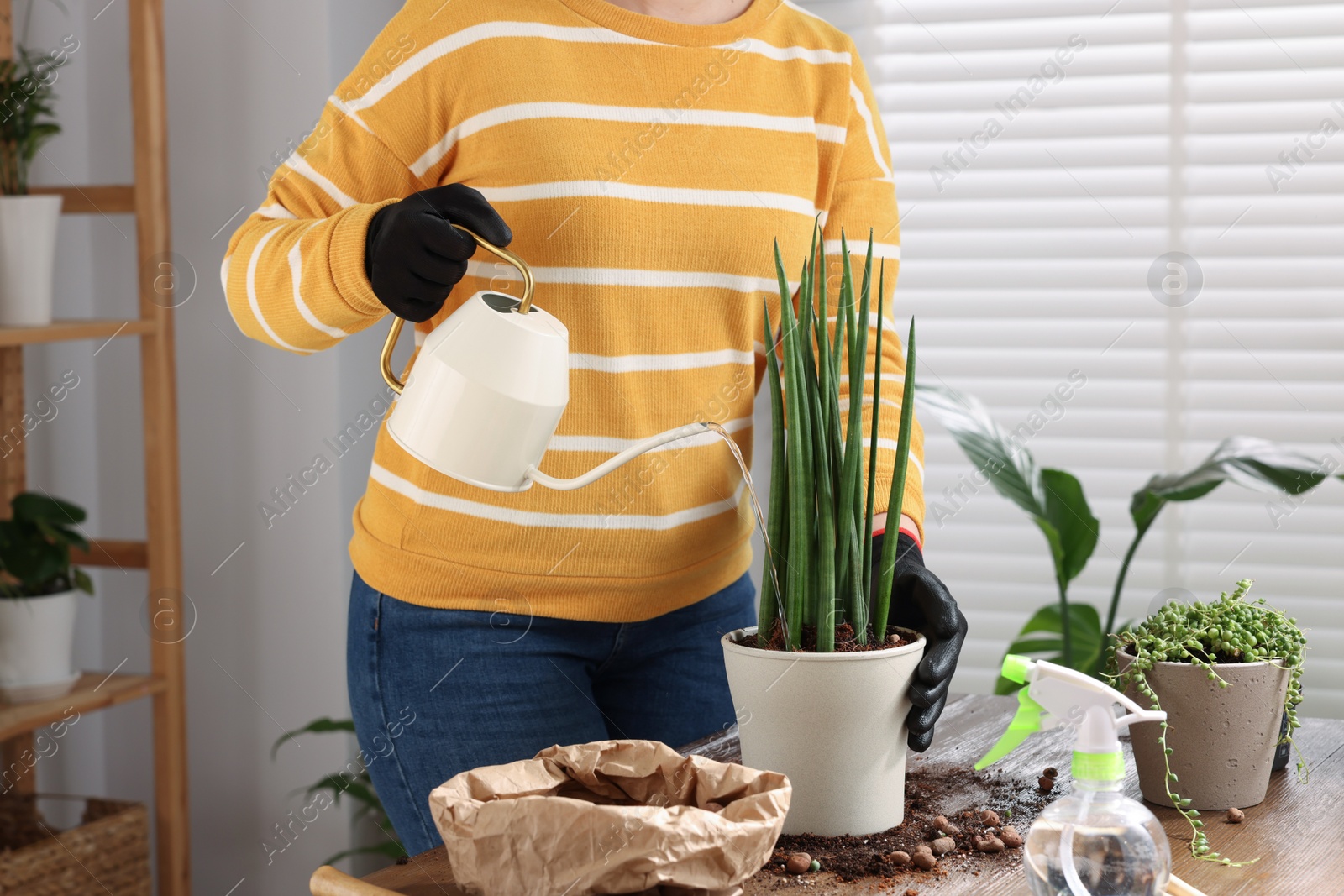 Photo of Woman watering houseplants after transplanting at wooden table indoors, closeup