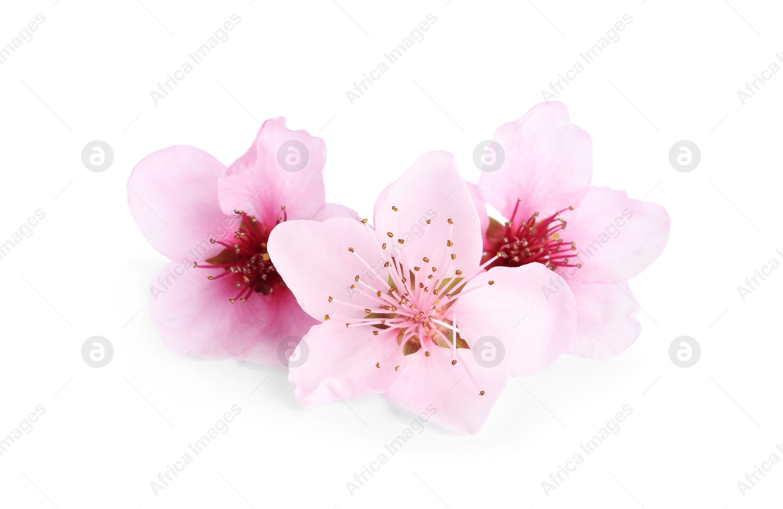 Photo of Beautiful tree blossom isolated on white. Spring season