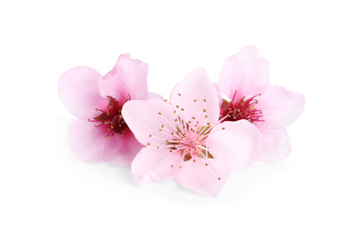 Photo of Beautiful tree blossom isolated on white. Spring season