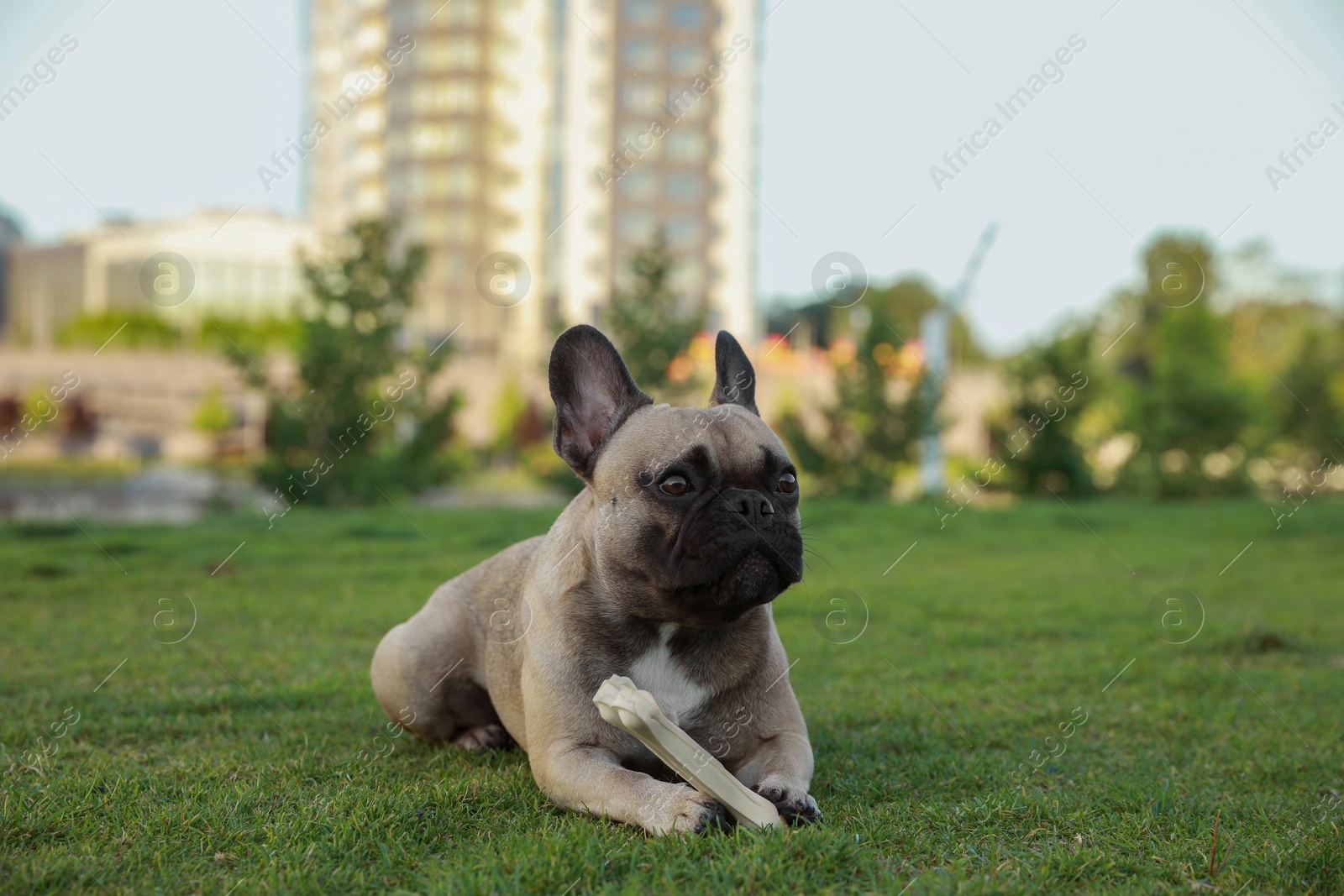 Photo of Cute French bulldog with bone treat on green grass outdoors. Lovely pet