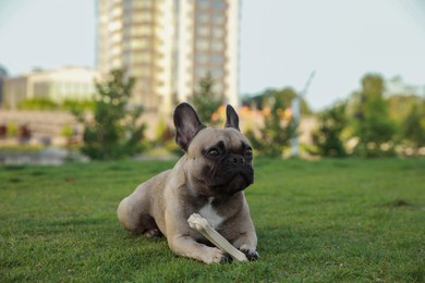 Photo of Cute French bulldog with bone treat on green grass outdoors. Lovely pet