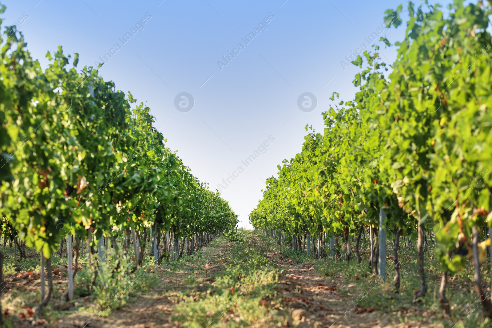 Photo of View of vineyard rows with fresh grapes on sunny day