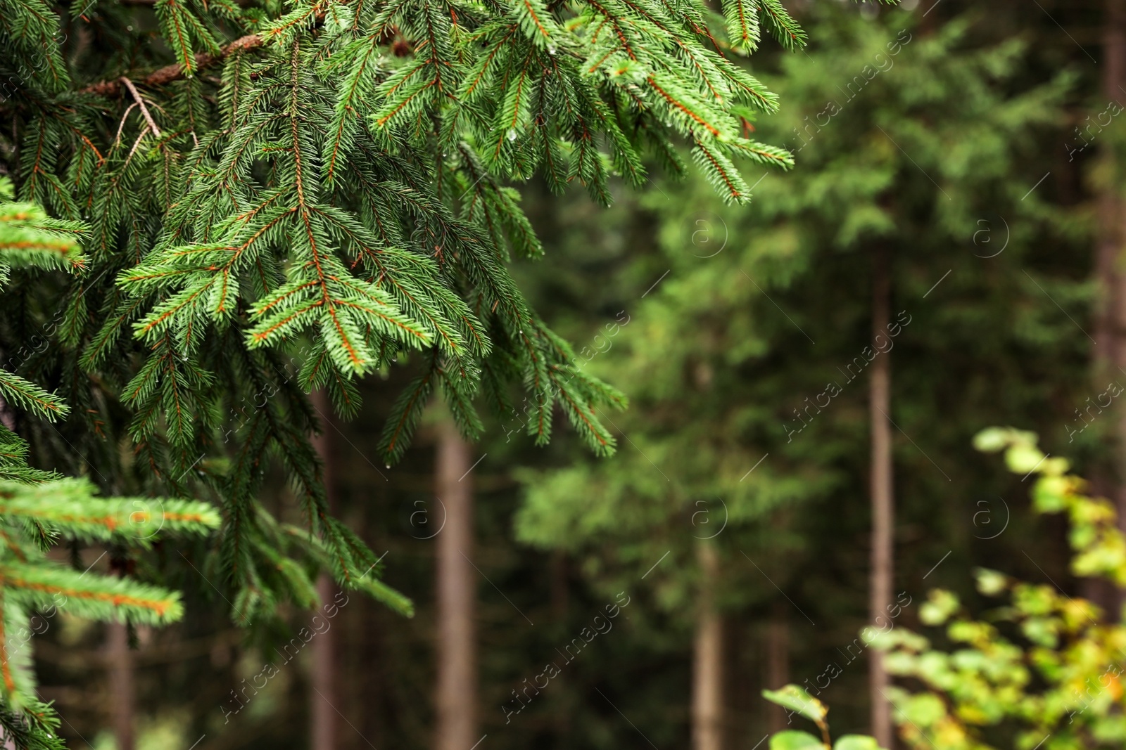 Photo of Beautiful fir with green branches in forest, closeup