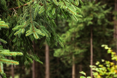 Beautiful fir with green branches in forest, closeup