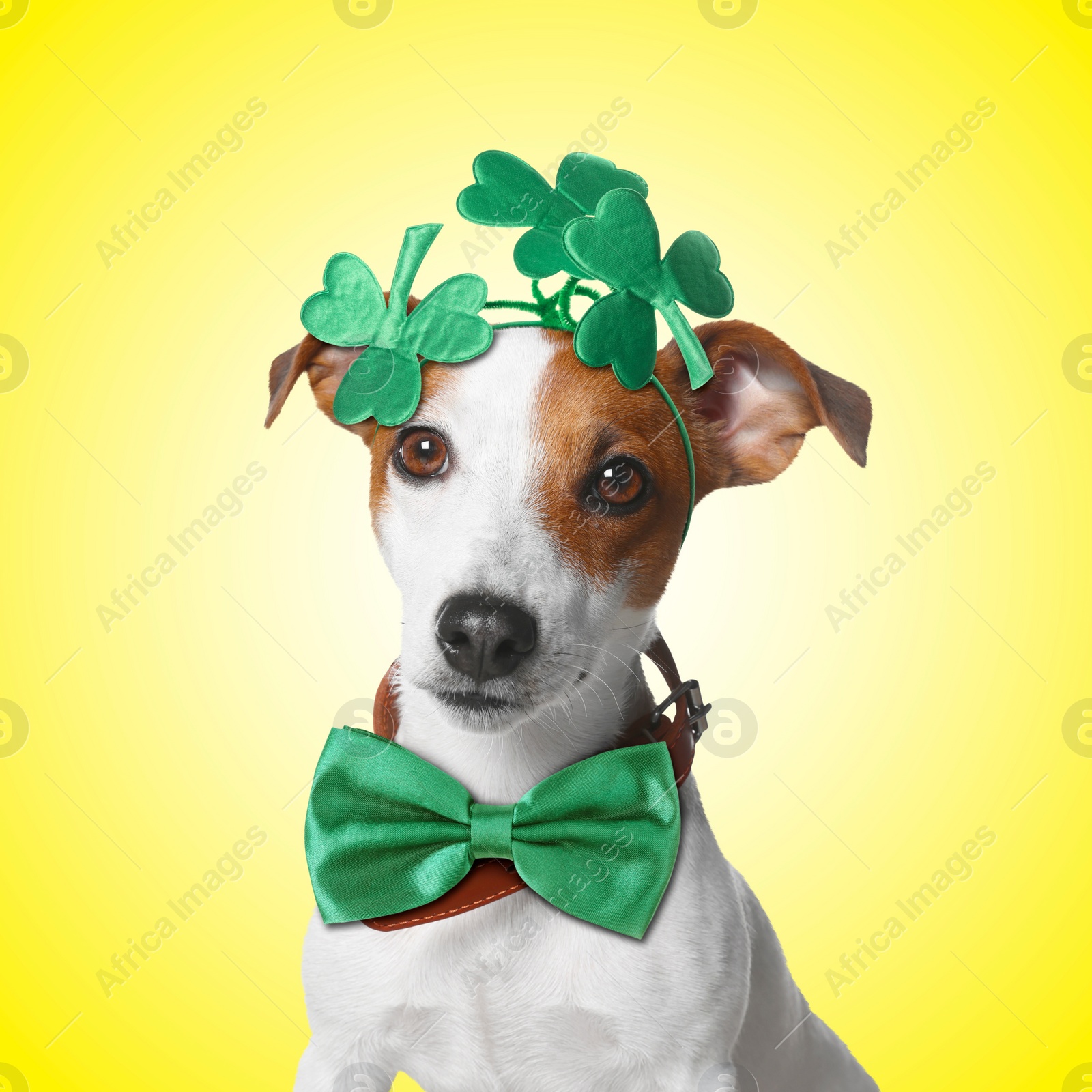 Image of St. Patrick's day celebration. Cute Jack Russell terrier wearing headband with clover leaves and green bow tie on yellow background