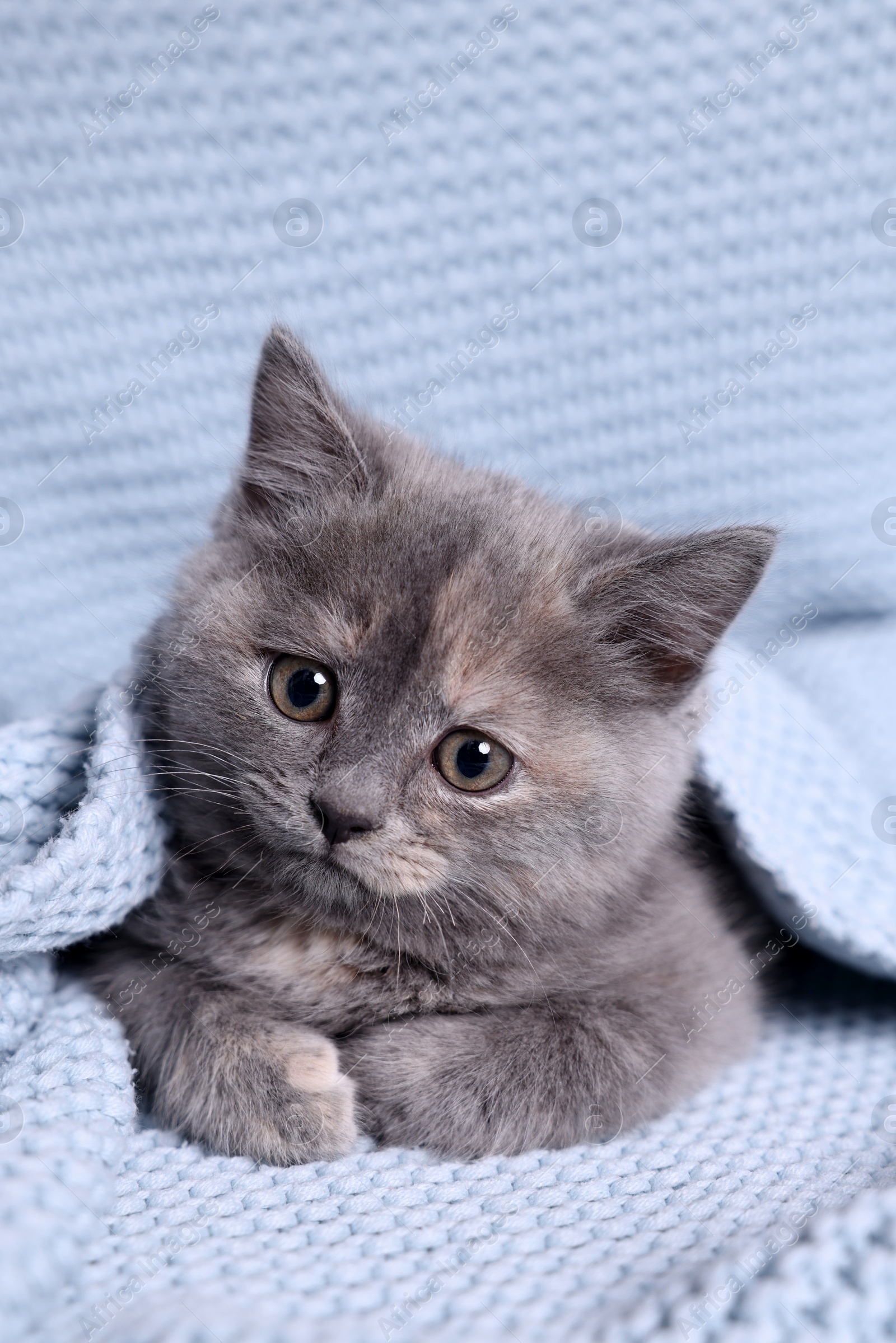 Photo of Cute fluffy kitten in light blue knitted blanket