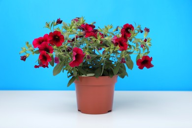 Beautiful potted petunia flower on white table against light blue background