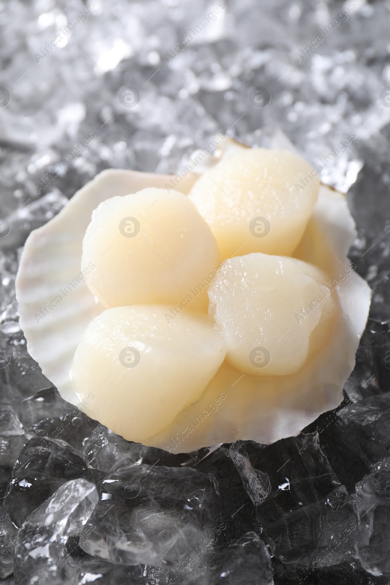 Photo of Fresh raw scallops in shell on ice cubes, closeup