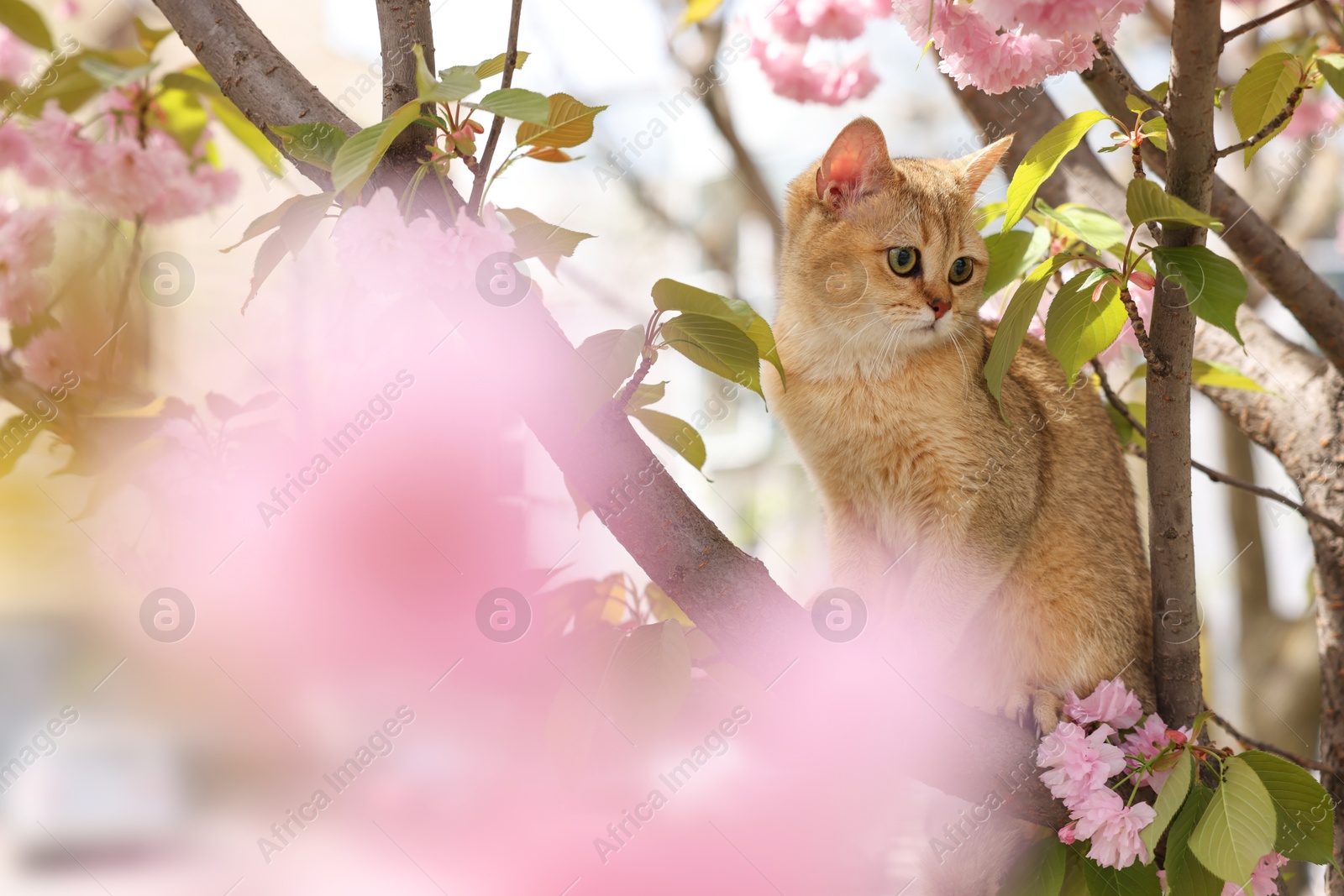 Photo of Cute cat on spring tree branch with beautiful blossoms outdoors