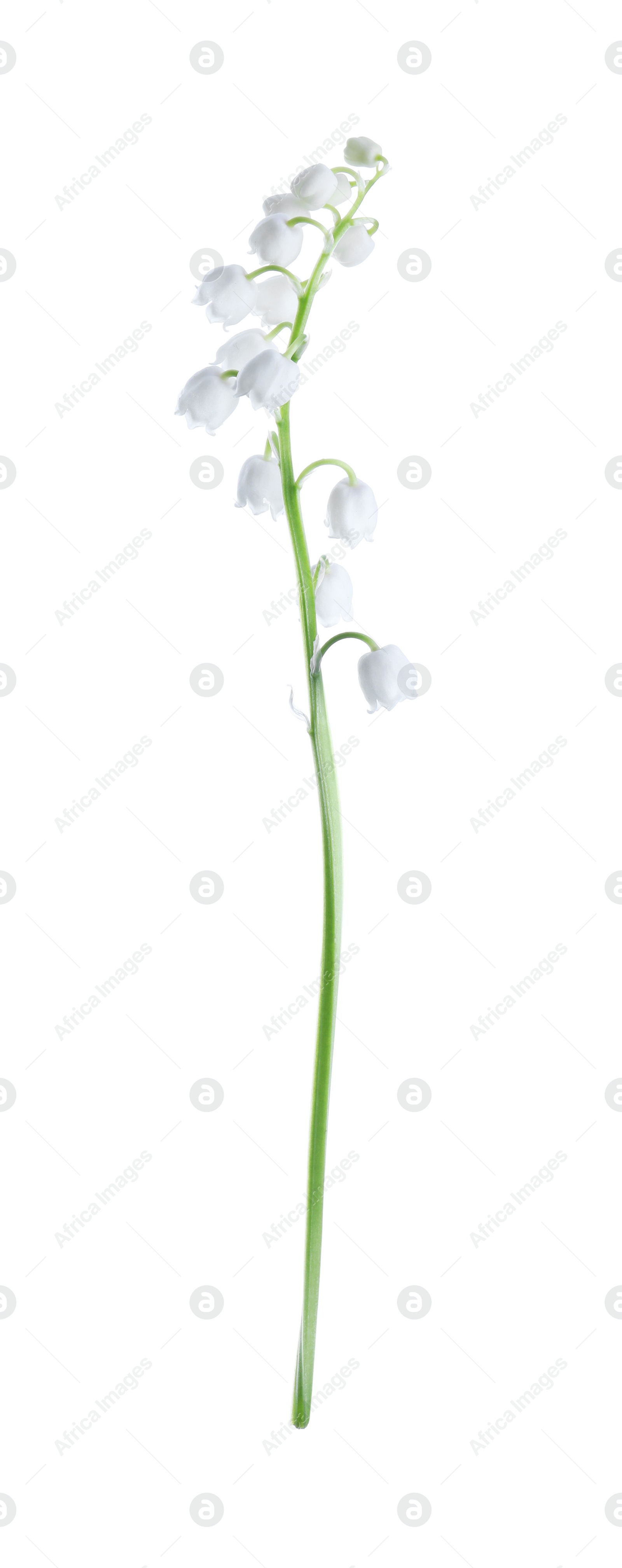 Photo of Beautiful lily of the valley isolated on white