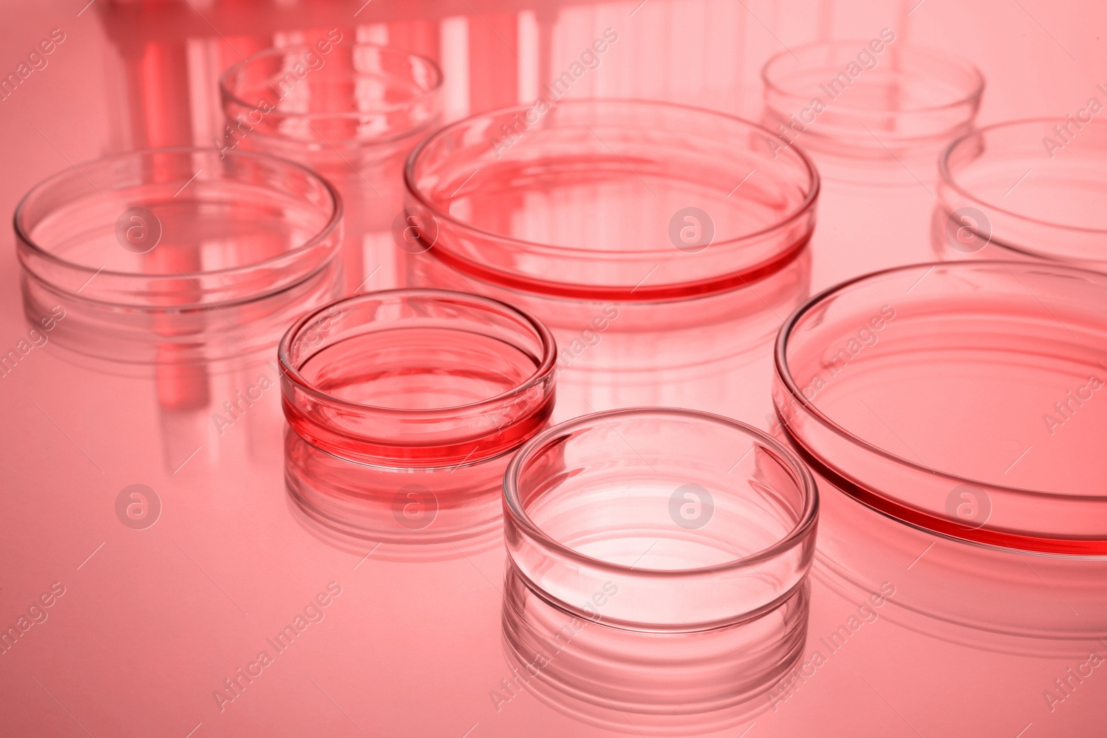 Image of Petri dishes with liquid on table, toned in red. Laboratory glassware