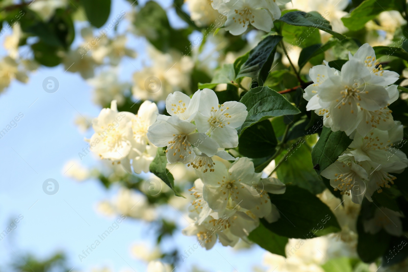 Photo of Beautiful blooming white jasmine shrub outdoors, closeup