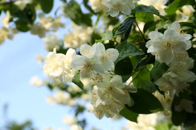 Beautiful blooming white jasmine shrub outdoors, closeup