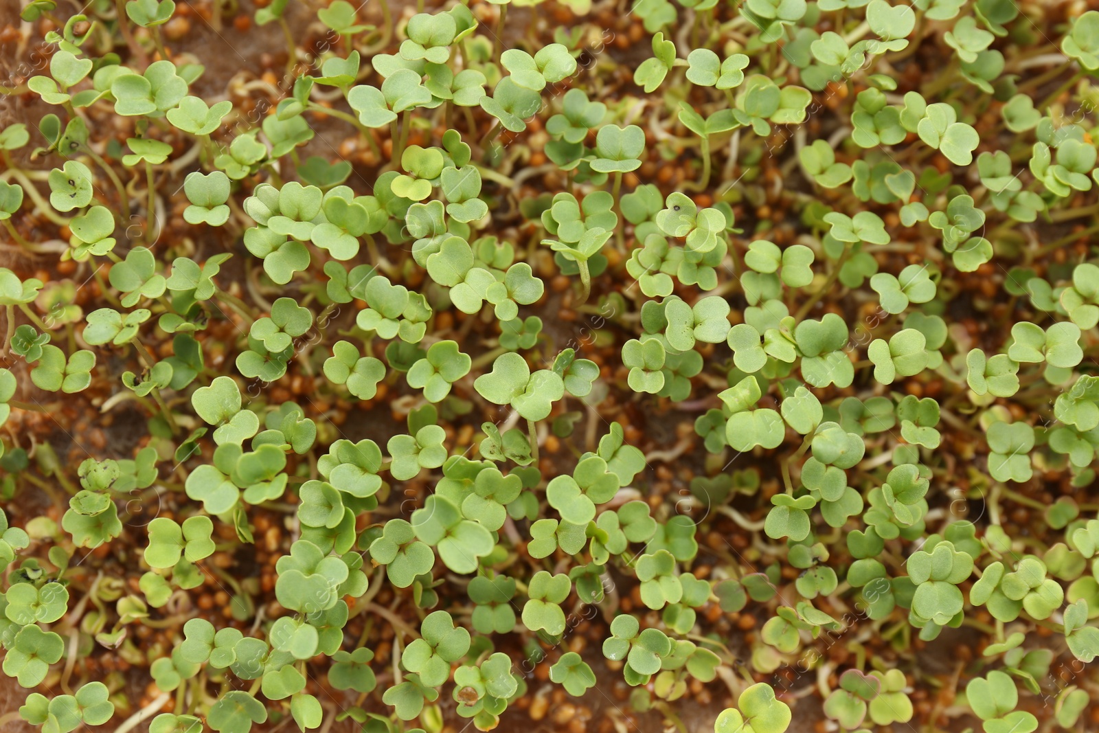 Photo of Growing microgreen. Many fresh mustard sprouts as background, top view