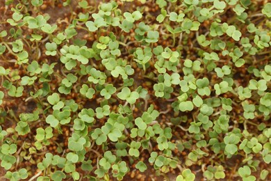 Photo of Growing microgreen. Many fresh mustard sprouts as background, top view
