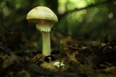 Photo of One poisonous mushroom growing among fallen leaves in forest, closeup. Space for text