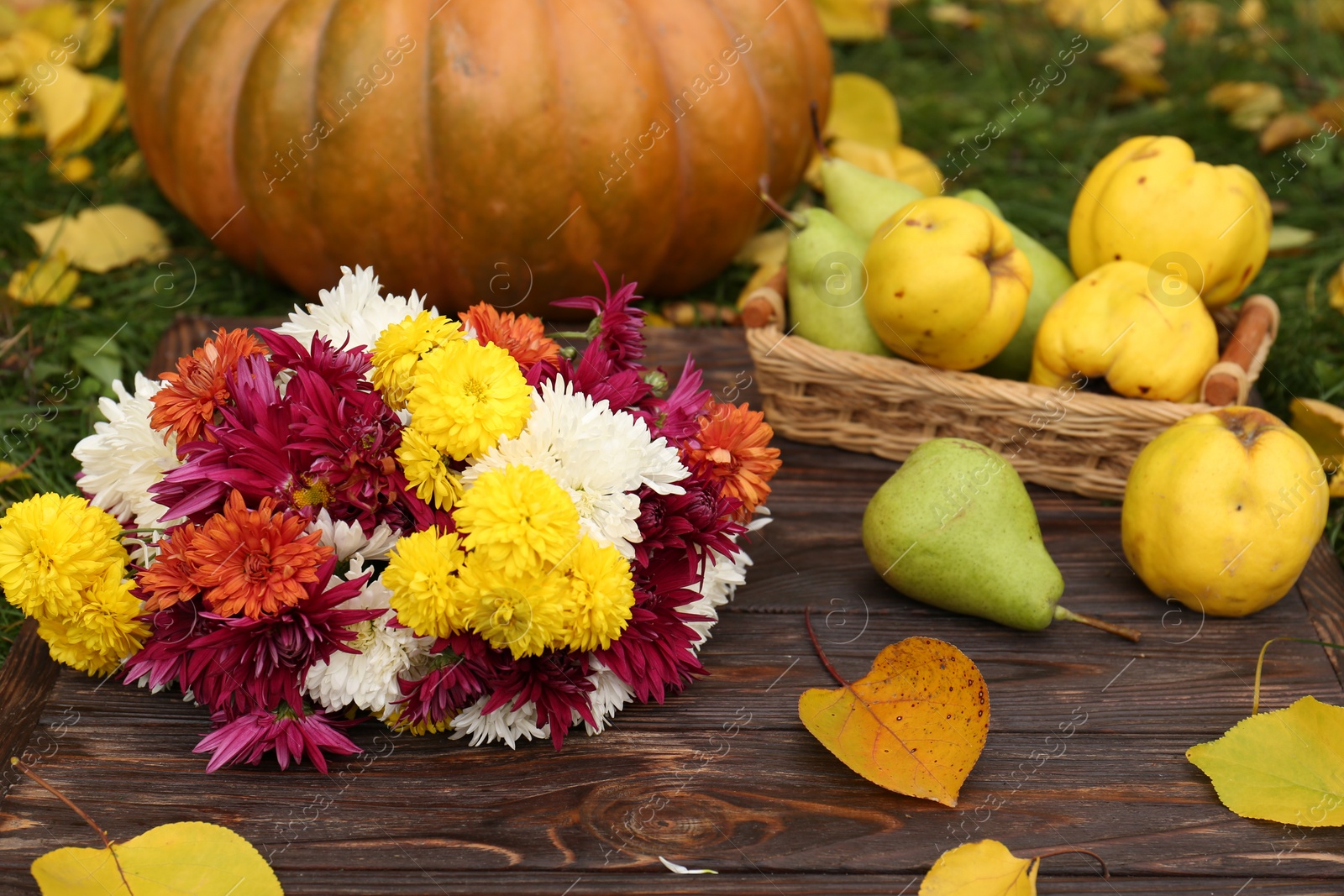 Photo of Composition with beautiful chrysanthemum flowers on wooden board outdoors