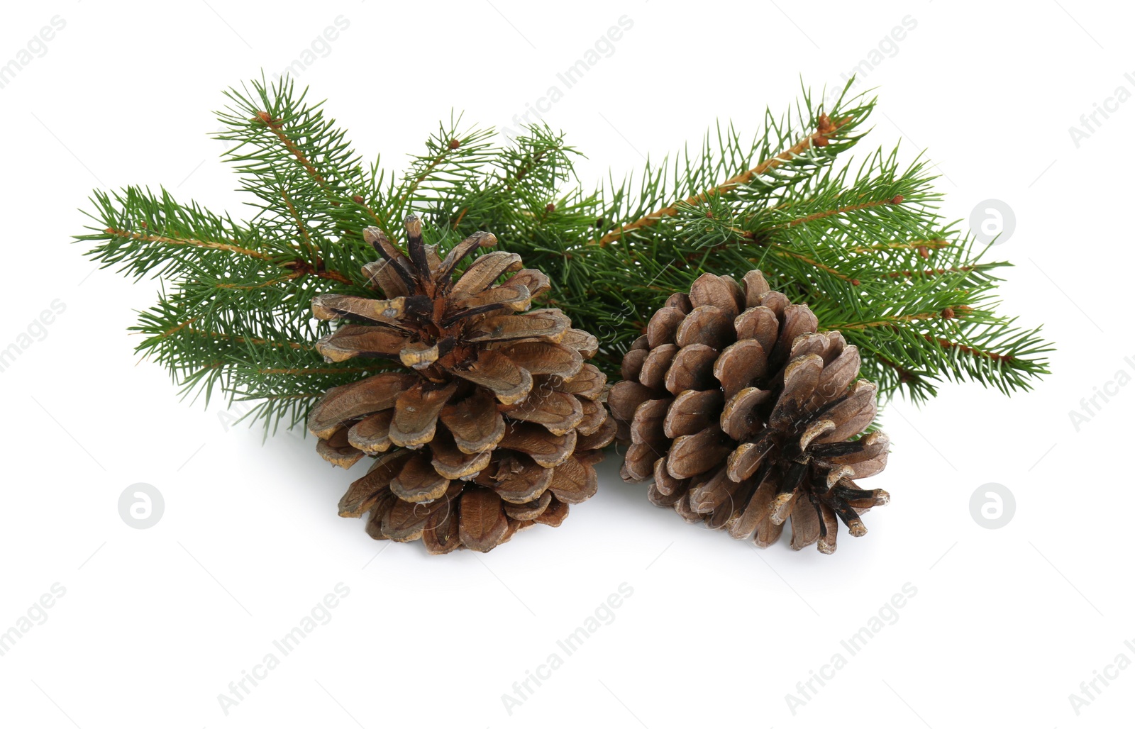 Photo of Beautiful fir branches with dry cones on white background