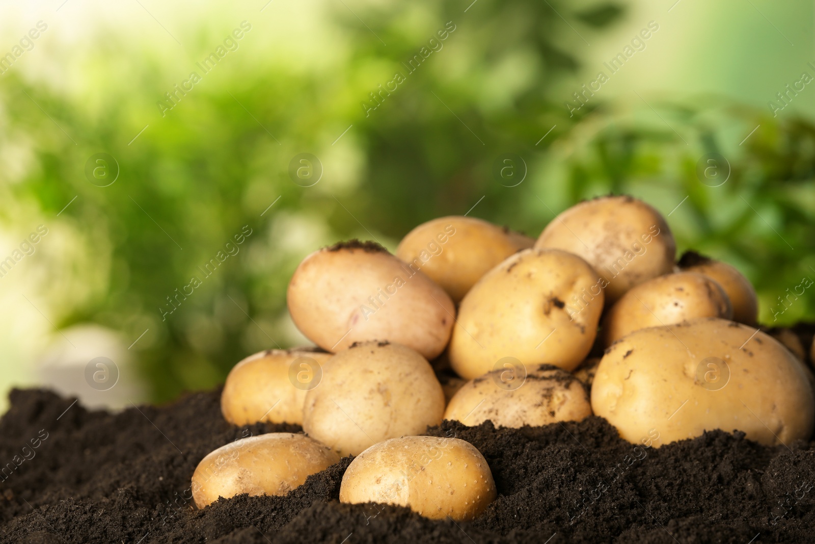 Photo of Pile of fresh organic potatoes on soil