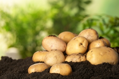 Pile of fresh organic potatoes on soil