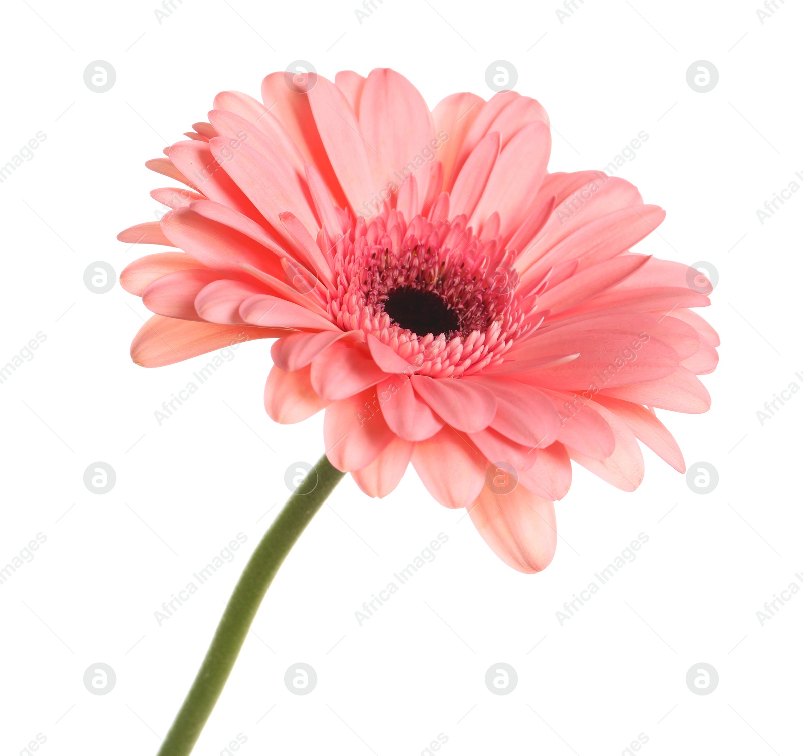 Photo of Beautiful pink gerbera flower isolated on white