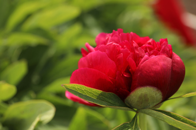 Beautiful red peony outdoors on spring day, closeup