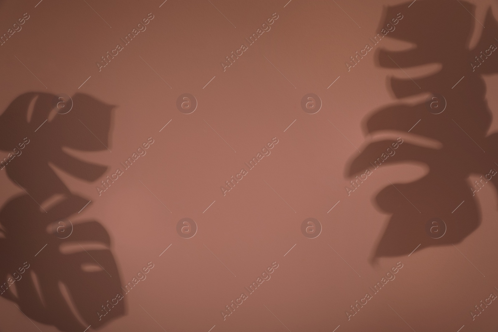 Photo of Shadows of monstera leaves on brown wall. Space for text