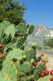 Photo of Beautiful prickly pear cactus growing along road on sunny day, space for text