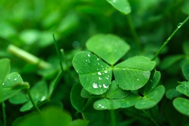 Photo of Beautiful green clover leaves with water drops, closeup