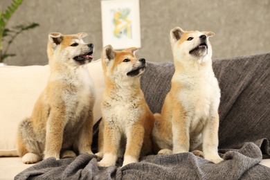 Cute akita inu puppies on sofa in living room