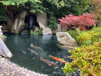 Beautiful different fishes swimming in zoological park