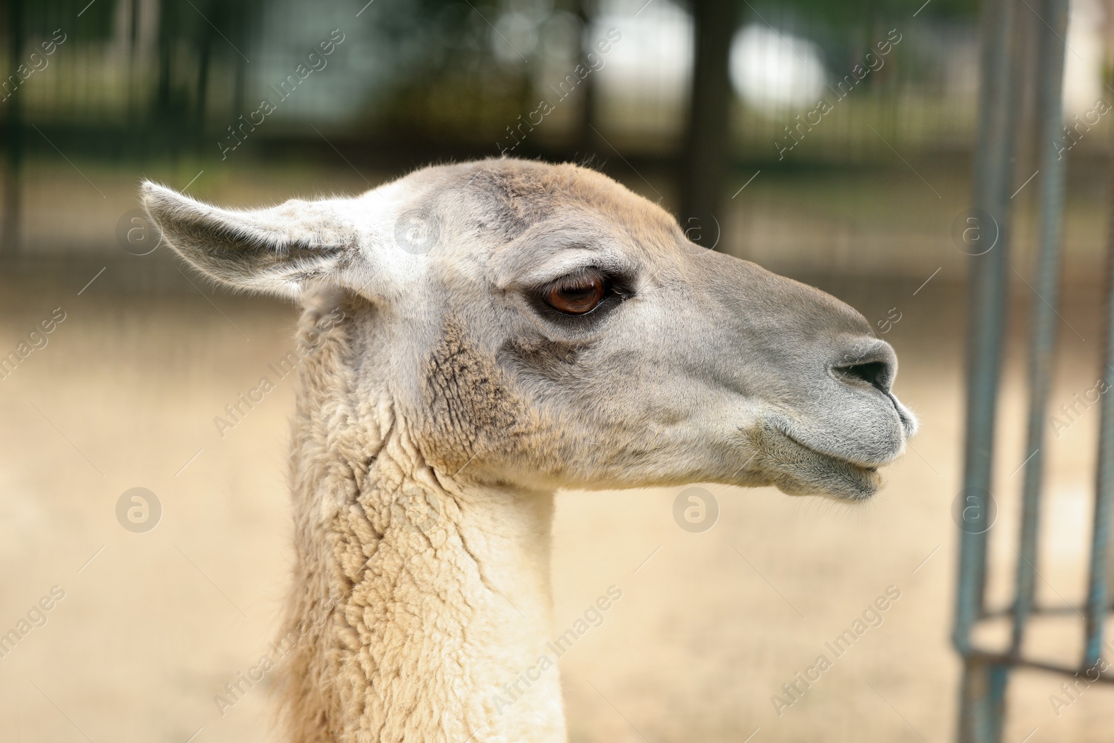 Photo of Cute guanaco in zoo, closeup. Wild animal