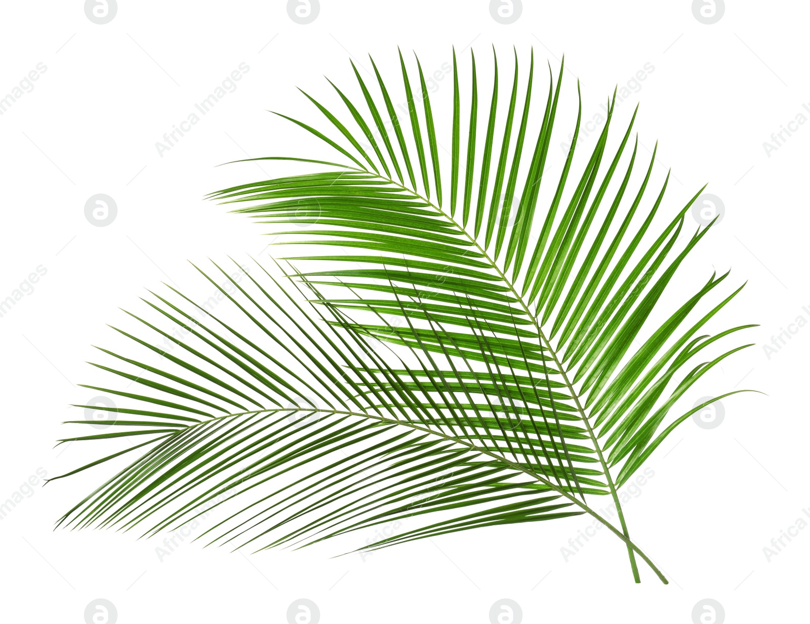 Photo of Beautiful lush tropical leaves isolated on white