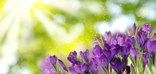 Beautiful spring crocus flowers outdoors on sunny day. Banner design 