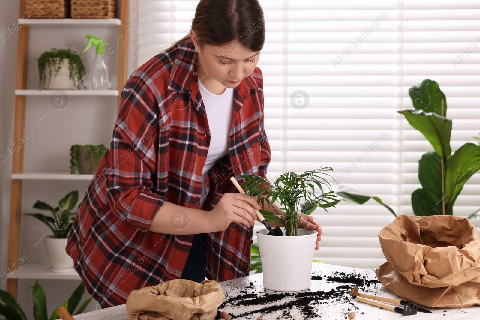 Photo of Woman transplanting houseplant at white table indoors