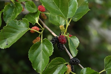 Photo of Branch with ripe and unripe mulberries in garden, closeup