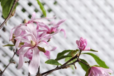 Photo of Magnolia tree branches with beautiful flowers on white background, closeup