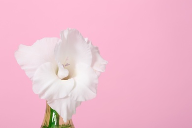 Photo of Vase with beautiful gladiolus flower on pink background. Space for text