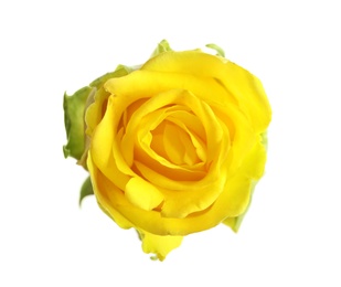 Photo of Beautiful blooming yellow rose on white background