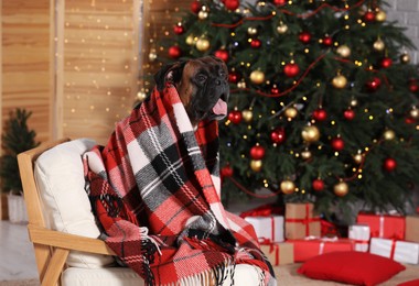 Cute dog covered with plaid on armchair in room decorated for Christmas